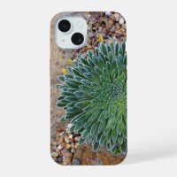 Succulent Desert plant