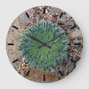 Succulent Desert plant Large Clock