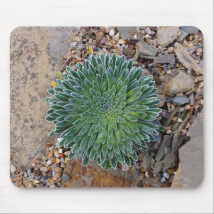 Succulent Desert plant Mouse Pad