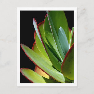 Succulent Desert Plant  Postcard