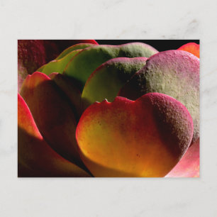 Succulent Desert Plant Postcard