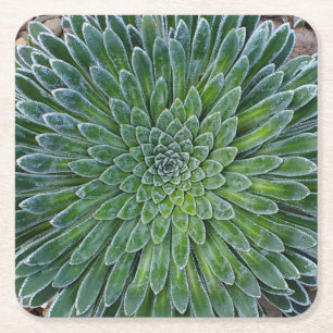 Succulent Desert plant Square Paper Coaster