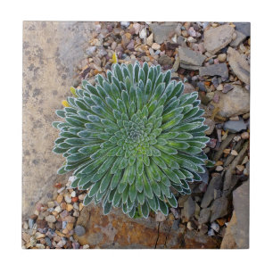 Succulent Desert plant Tile