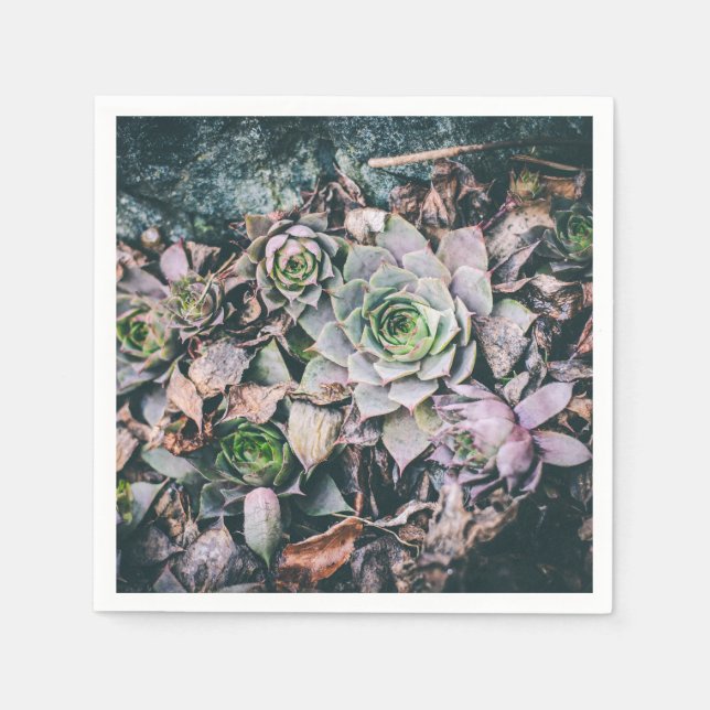 Succulent Dreams Napkin (Front)
