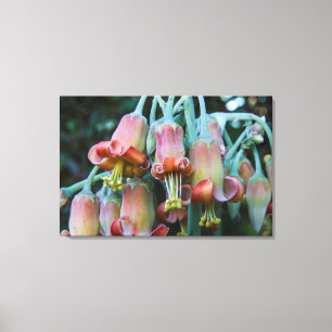Succulent Echeveria blossoms Canvas Print