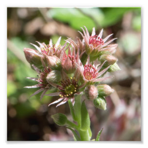 Succulent Flower Photo Print