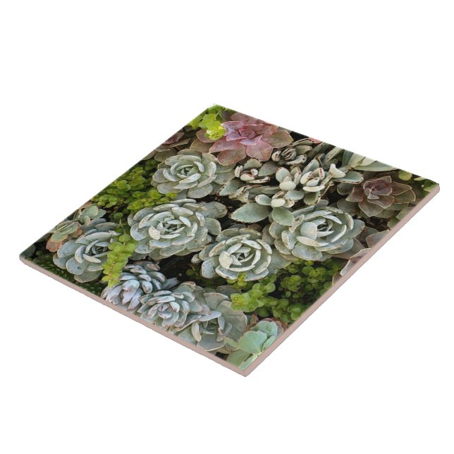 Succulent Garden 1 Tile (Side)