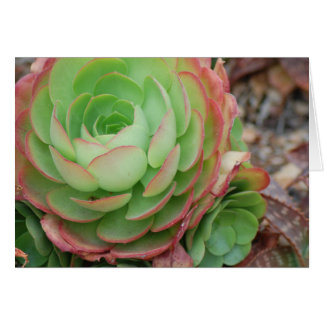 Succulent Garden (Blank)