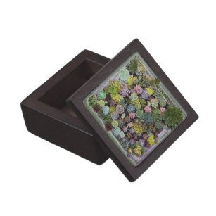 Succulent garden design gift box