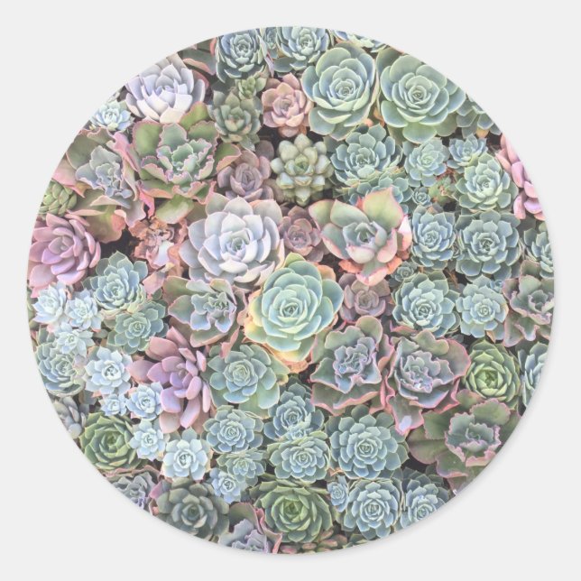 Succulent Garden Stickers (Front)