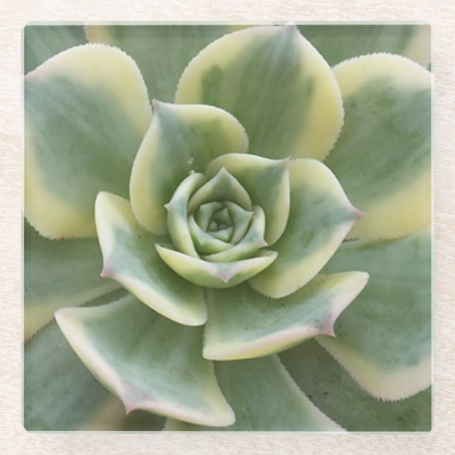 Succulent Glass Coaster (Front)