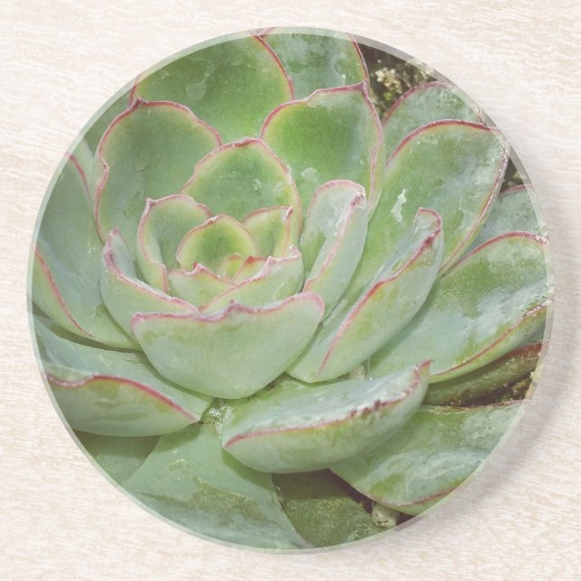 Succulent, Hen and Chicks Coaster (Front)