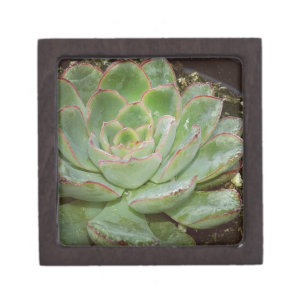 Succulent, Hen and Chicks Jewellery Box