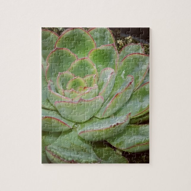Succulent, Hen and Chicks Jigsaw Puzzle (Vertical)