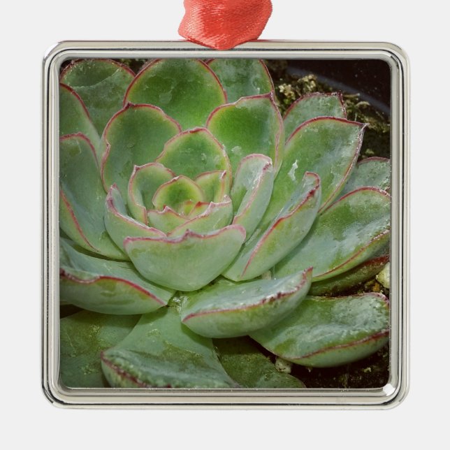 Succulent, Hen and Chicks Metal Tree Decoration (Front)