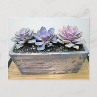Succulent in Silver Container by Succulent Designs Postcard