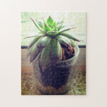 Succulent Indoor Gardening Relaxing Self-Care