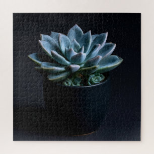 Succulent jigsaw puzzle