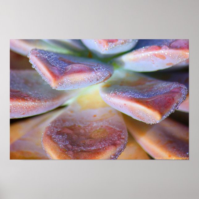Succulent Leaves Poster (Front)
