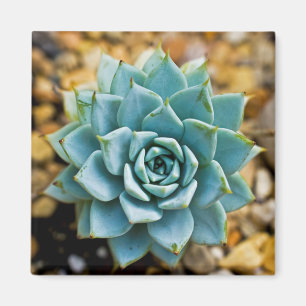 Succulent Magnet