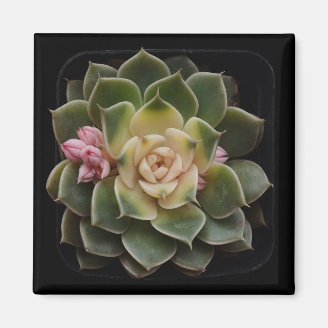 Succulent Magnet (Front)