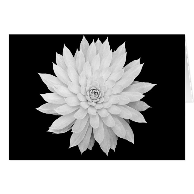 Succulent Mandala (Front Horizontal)