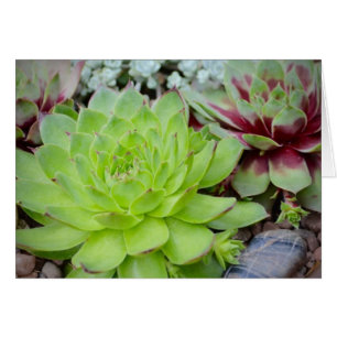 Succulent Note Card
