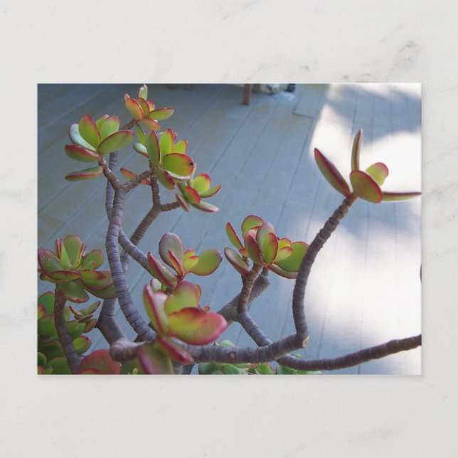 Succulent on an Oxnard Deck....nature's design... Postcard (Front)