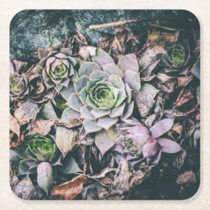 Succulent Paper Coasters