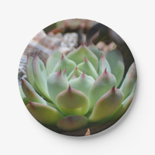 Succulent Paper Plate