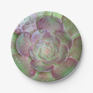 Succulent Paper Plates