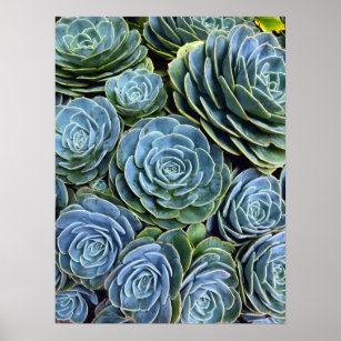Succulent Photography Succulent Day Cactus Stock Poster