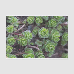 Succulent Photography Tissue Paper