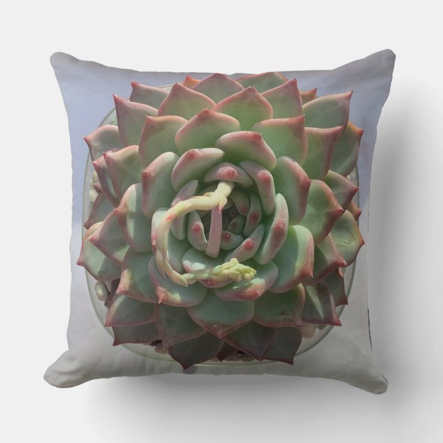 Succulent pillow (Front)