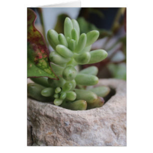 Succulent Plant