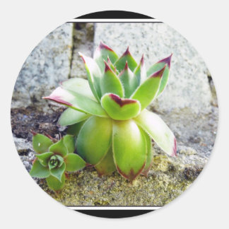 succulent plant classic round sticker