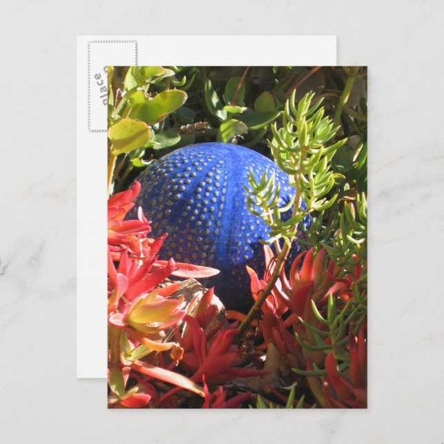 Succulent Plant Garden Blank Postcard (Front/Back)