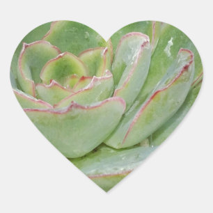 Succulent Plant Heart Sticker