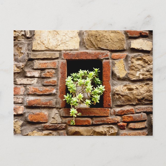 Succulent Plant in a Brick Wall Postcard (Front)