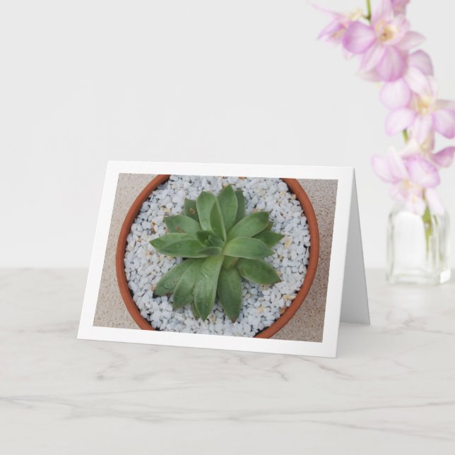 Succulent Plant in Terracotta Pot Card (Orchid)