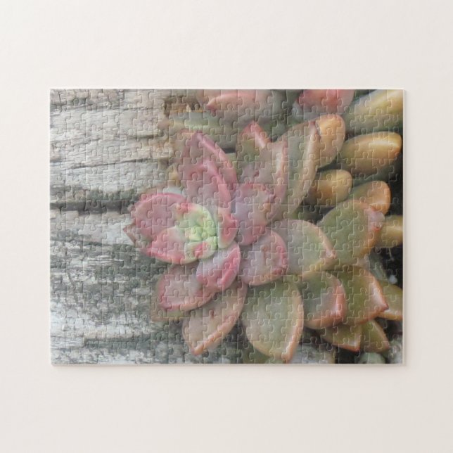 Succulent Plant On Driftwood Jigsaw Puzzle (Horizontal)