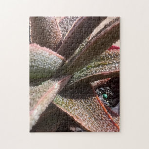 succulent plant red aloe 11" x 14" 252 pc jigsaw puzzle