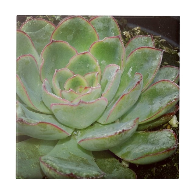 Succulent Plant Tile (Front)