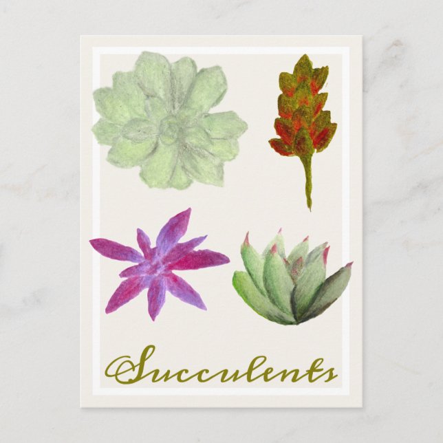 Succulent Plants Coloured Pencil Drawings Postcard (Front)