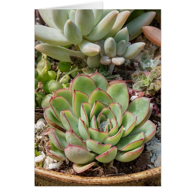 succulent plants in pot (Front)