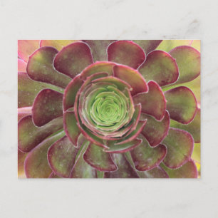 Succulent Postcard
