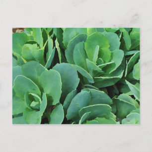 Succulent postcard