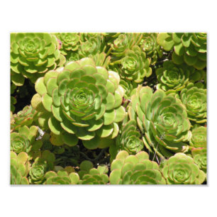 Succulent Print