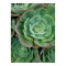 Succulent Print