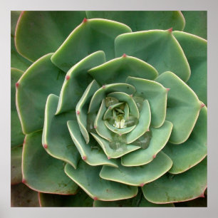 Succulent Print 2